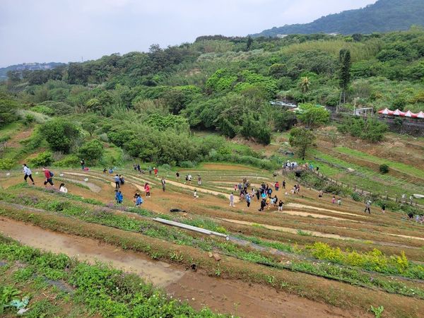 ▲士林區平等里鵝尾山水田。（圖／大地處提供）