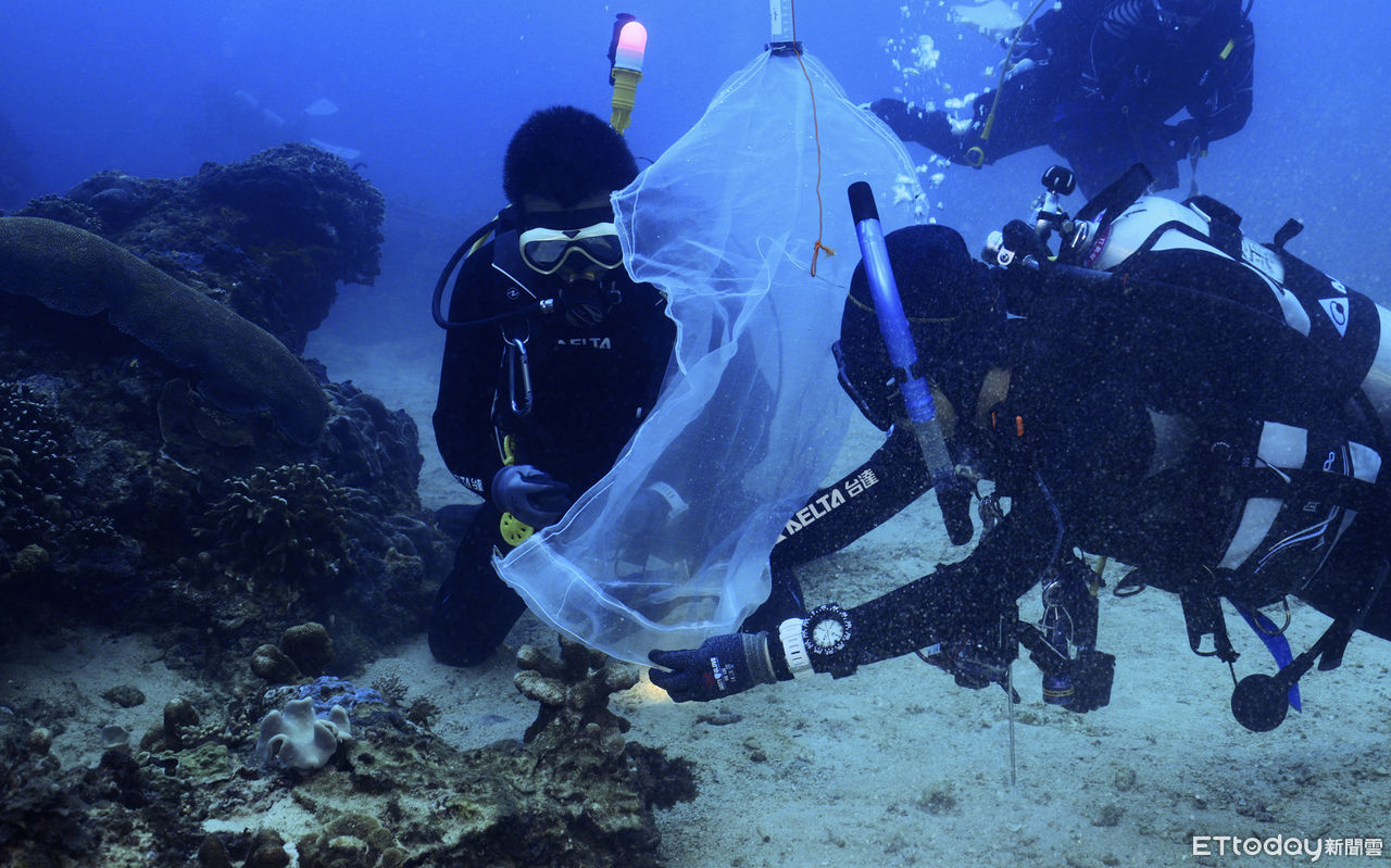 ▲▼台達海洋志工在海生館團隊指導下，在珊瑚產卵時協助珊瑚標誌和採集作業。（圖／台達電提供）