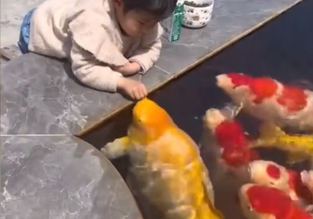 ▲▼小女童池邊餵食「超肥大錦鯉」　影片瘋傳震撼眾人：這是什麼豬。（圖／翻攝自微博）