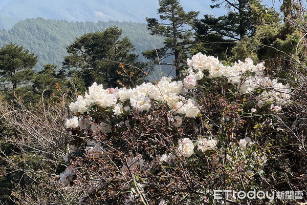 ▲合歡東峰開出高山杜鵑花海。（圖／南投林區管理處提供，下同）