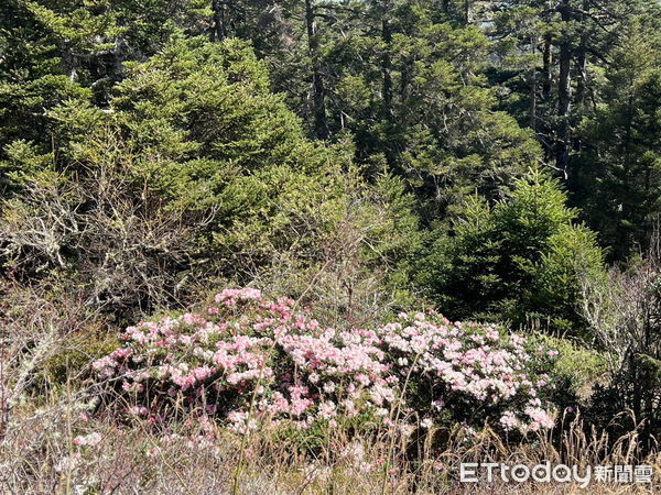 ▲合歡東峰開出高山杜鵑花海。（圖／南投林區管理處提供）