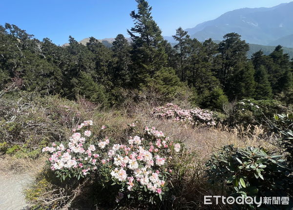 ▲合歡東峰開出高山杜鵑花海。（圖／南投林區管理處提供）