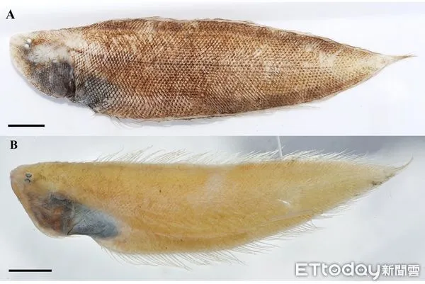 ▲水試所發現棲息於深海的無線鰨新種「尖吻無線鰨」。（圖／農委會水試所提供）
