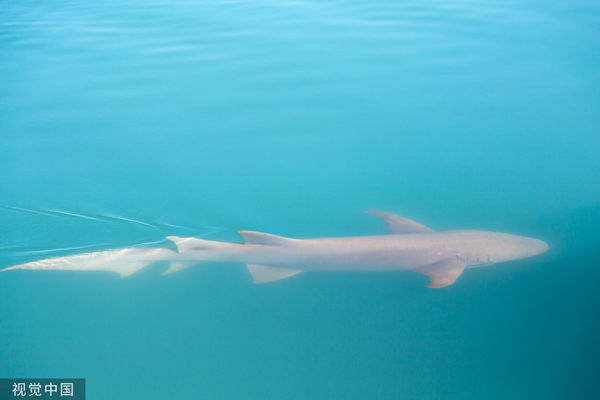 ▲▼ 護士鯊,護士鯊魚,Nurse shark（圖／CFP）