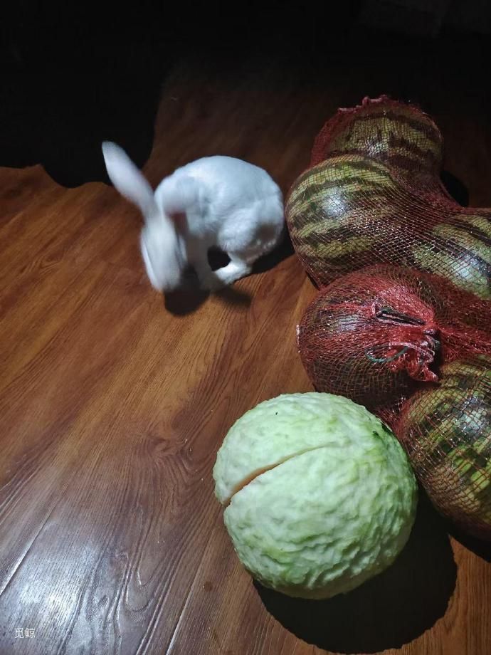 ▲▼兔子把西瓜啃成高麗菜。（圖／翻攝自微博／阿呆与瓜）