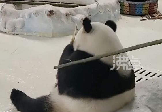 ▲南京一頭大貓熊暖暖被工作人員用竹棍戳打。（圖／翻攝沸點視頻）