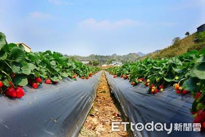 「全台草莓6大品種」圖鑑！奶香系、蘋果香都有　2步驟保存更久