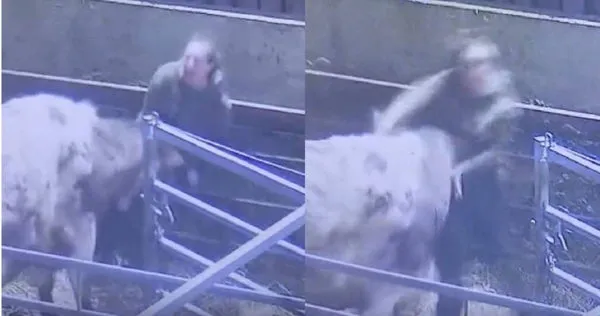 牧場女主人突然遭飼養7年的母牛攻擊。 （圖／翻攝自推特）