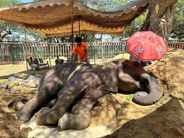 巴基斯坦動物園的一頭大象意外跌倒，結果就無法起身。（翻攝自@fourpawsint Twitter）