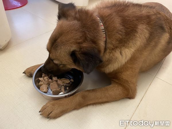 餵食狗狗濕食的好處？