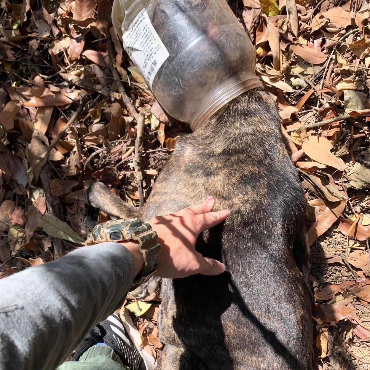 圖／台灣之心愛護動物協會授權大檸檬使用