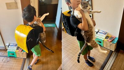 剛開學！小一兒子「想帶貓出門」　牠被抱起滿臉問號