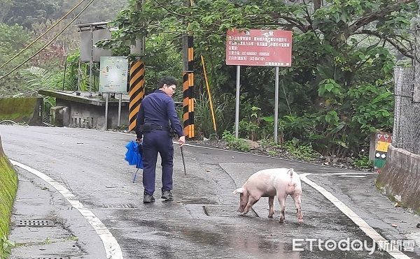 ▲▼值勤遇「翹家粉紅豬」搖尾逛大街　花蓮警護送回家背影曝光。（圖／花蓮縣警察局玉里分局提供）