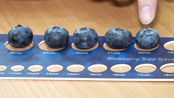 ▲業配，山丘藍藍莓。（圖／記者謝婷婷攝）