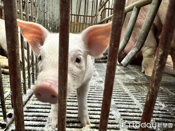 ▲▼全聯獨家販售濕式熟成技術的「好欣豬」來自台東關山，牧場除了具備碳足跡標籤、落實人道飼養永續經營，也嚴格把關防治疾病感染。（豬，養殖場，豬養殖場，豬隻，豬牧場。純使用示意圖時請不用寫全聯）（圖／記者林育綾攝）