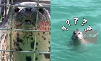 水族館海豹重返大海！下水瞬間「驚覺失業了」：我鐵飯碗飛了？