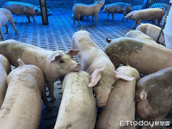 ▲▼豬，養殖場，豬養殖場，豬隻，豬牧場。（圖／記者林育綾攝）
