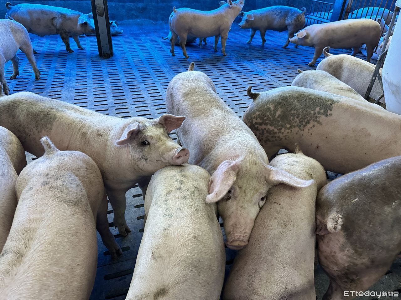 2027年全面禁廚餘養豬 農業部推黑豬飼料配方、環境部禁標售廚餘