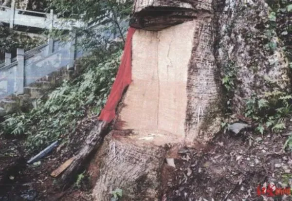 ▲貴州一棵樹齡2600歲的古楠木被不肖人士盜伐。（圖／翻攝紅星新聞）