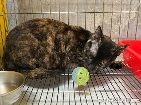 ▲▼ 貓咪困在高架橋上，動保員爬長梯急救援            。（圖／記者戴上容翻攝）