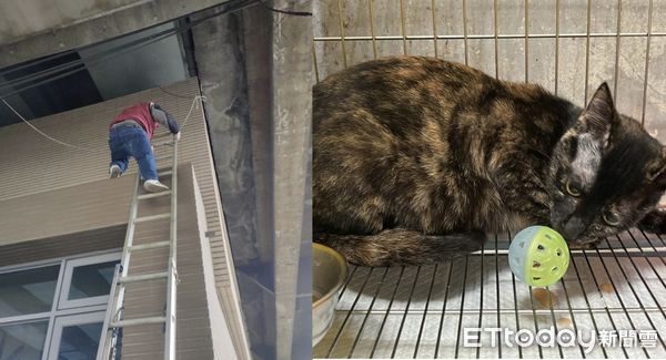 ▲▼  貓咪獲救           。（圖／記者戴上容翻攝）
