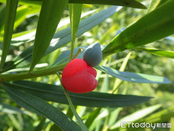 ▲桃實百日青因種實形狀像桃子而得名。（圖／南投林區管理處提供）