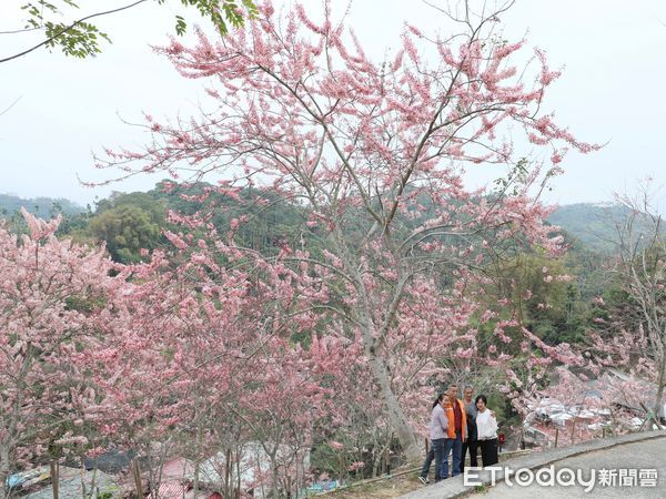 ▲▼嘉義縣櫻花秘境竹崎義隆粉紅村  。（圖／嘉義縣政府提供）