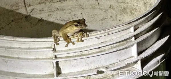 ▲外來種斑腿樹蛙短短10年就擴張到整個本島西部地區，擴散速度非常迅速。（圖／記者王兆麟翻攝，下同）