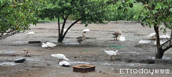 ▲200多隻蛋雞蛋鴨連續暴斃　竹市疑似出現禽流感。（圖／新竹市政府提供）