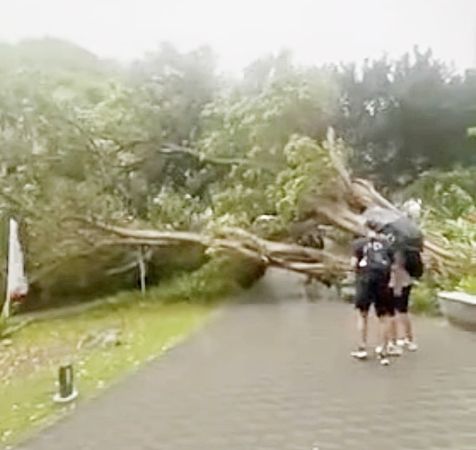 ▲桃園市中原大學校園內一棵榕樹昨天上午禁不住強風吹襲瞬間傾倒，險些砸傷路過學生。（圖／翻攝自招明威教授臉書）