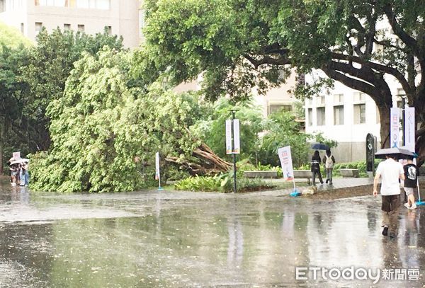 ▲桃園市中原大學校園內一棵榕樹昨天上午禁不住強風吹襲瞬間傾倒，校方在四周豎立警示燈提醒路過師生。（圖／記者沈繼昌翻攝）