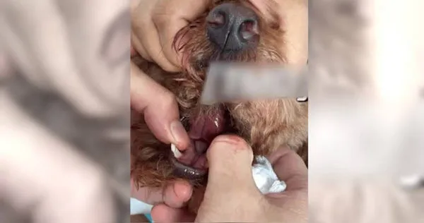 大陸海南三亞一女子發文表示，某間寵物店幫他的寵物犬做美容時，把狗的舌頭剪斷了一小截。（圖／翻攝搜狐新聞）
