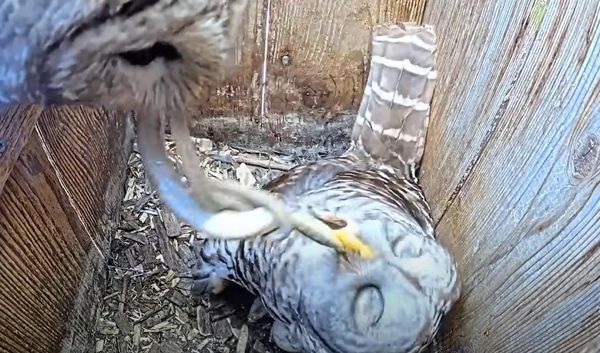 康乃爾大學鳥類研究室的觀察影片記錄下貓頭鷹餵食的療癒瞬間。（翻攝自rnell Lab Bird Cams YT頻道）