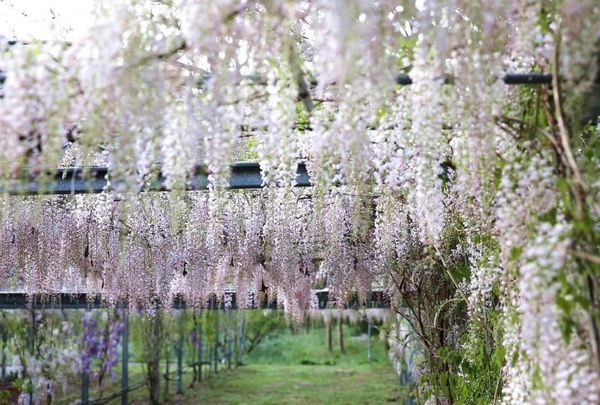 ▲▼武陵農場白色花瀑「口紅藤」滿開。（圖／武陵農場提供）