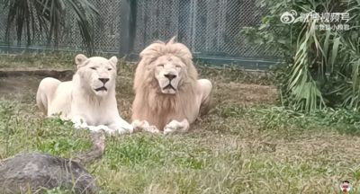 陸動物園白獅「頂夫妻臉」悠閒小憩　眼尖網友嗨喊：牠是老婆奴