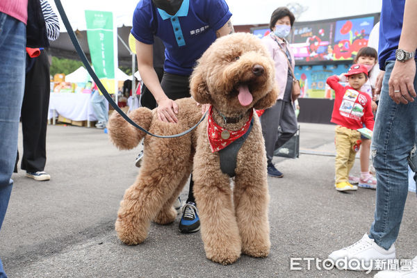 ▲ETtoday好朋友春日趴，東森寵物幫毛小孩看診。（圖／記者林敬旻攝）