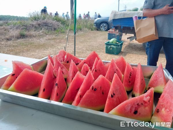 ▲台南市野鳥學會在台南歸仁區台糖沙崙農場，舉辦「雉在沙崙共享西瓜生態季」活動，邀請民眾認識沙崙農場的豐富生態，現場出現超過100隻三級保育類燕鴴，令人振奮。（圖／台南市野鳥學會提供，下同）