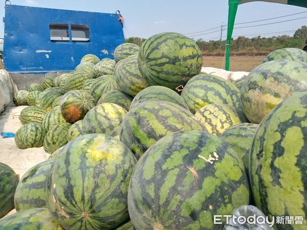 ▲台南市野鳥學會在台南歸仁區台糖沙崙農場，舉辦「雉在沙崙共享西瓜生態季」活動，邀請民眾認識沙崙農場的豐富生態，現場出現超過100隻三級保育類燕鴴，令人振奮。（圖／台南市野鳥學會提供，下同）