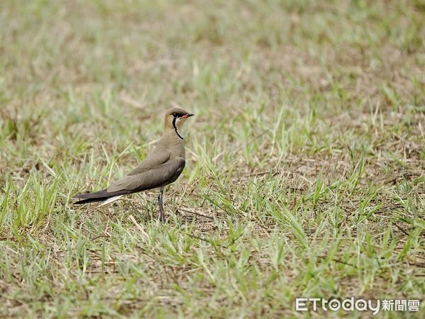 ▲台南市野鳥學會在台南歸仁區台糖沙崙農場，舉辦「雉在沙崙共享西瓜生態季」活動，邀請民眾認識沙崙農場的豐富生態，現場出現超過100隻三級保育類燕鴴，令人振奮。（圖／台南市野鳥學會提供，下同）