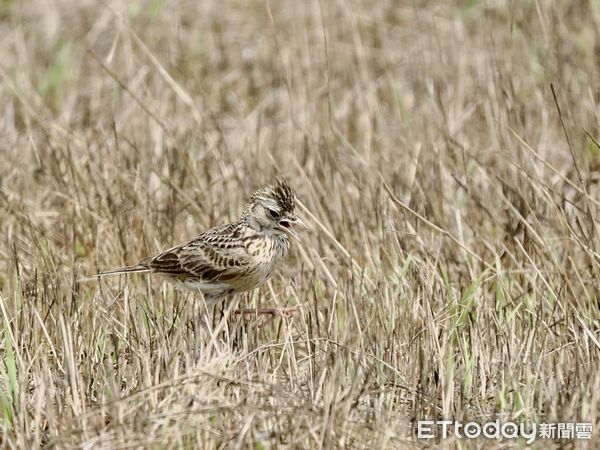 ▲台南市野鳥學會在台南歸仁區台糖沙崙農場，舉辦「雉在沙崙共享西瓜生態季」活動，邀請民眾認識沙崙農場的豐富生態，現場出現超過100隻三級保育類燕鴴，令人振奮。（圖／台南市野鳥學會提供，下同）