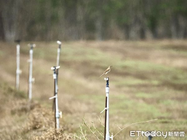 ▲台南市野鳥學會在台南歸仁區台糖沙崙農場，舉辦「雉在沙崙共享西瓜生態季」活動，邀請民眾認識沙崙農場的豐富生態，現場出現超過100隻三級保育類燕鴴，令人振奮。（圖／台南市野鳥學會提供，下同）