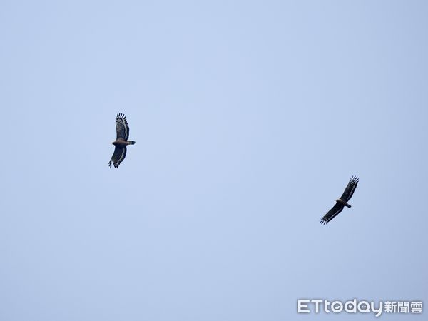 ▲台南市野鳥學會在台南歸仁區台糖沙崙農場，舉辦「雉在沙崙共享西瓜生態季」活動，邀請民眾認識沙崙農場的豐富生態，現場出現超過100隻三級保育類燕鴴，令人振奮。（圖／台南市野鳥學會提供，下同）