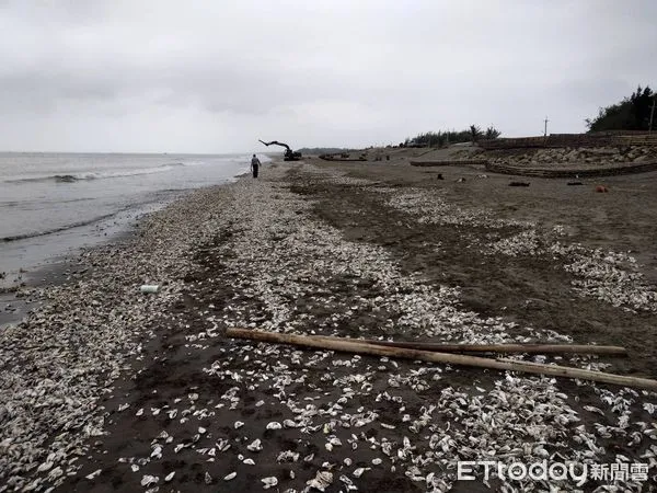 ▲受到上週西南氣流影響，台江國家公園四草海岸，出現一條長達約近4公里的「牡蠣海岸」，整條海岸線全布滿牡蠣，蚵民損失慘重。（圖／李進添提供，下同）