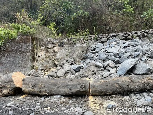 ▲▼山老鼠在河床鋸切松木被民眾拍照，通報林務局「山老鼠雷達站」，警方循線逮捕竊嫌，並起出遭竊松木。（圖／警方提供）