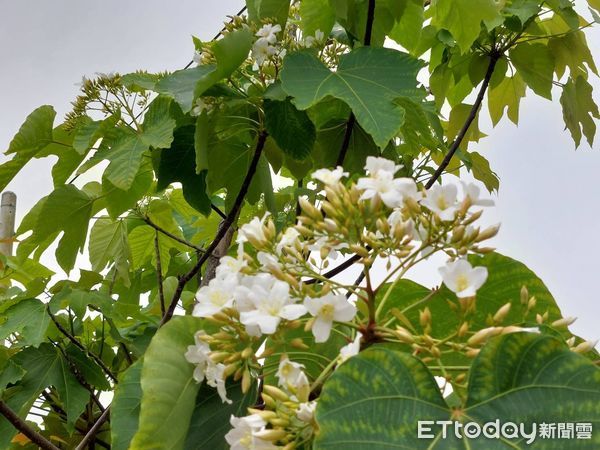 ▲台東鹿野地區油桐花正值花期。（圖／記者楊漢聲翻攝）