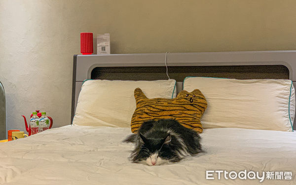 ▲▼宜蘭貓的生活提案Maode+貓的家。（圖／記者蔡玟君攝）