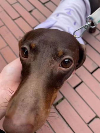 ▲▼路人逛街意外認出趙露思的愛犬，揭明星真實態度。（圖／翻攝自微博）