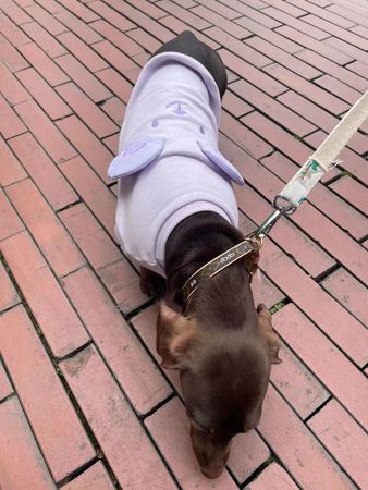 ▲▼路人逛街意外認出趙露思的愛犬，揭明星真實態度。（圖／翻攝自微博）