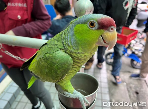 ▲阿伯「獨愛綠繡眼」設陷阱引誘同伴　下場遭罰6萬+鳥全部公園野放。（圖／新北市動保處提供。）