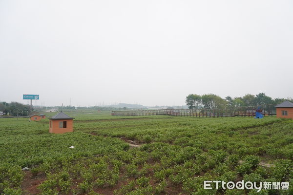 ▲▼廣西,台青,香香花園,茉莉園 。（圖／記者蔡儀潔攝）